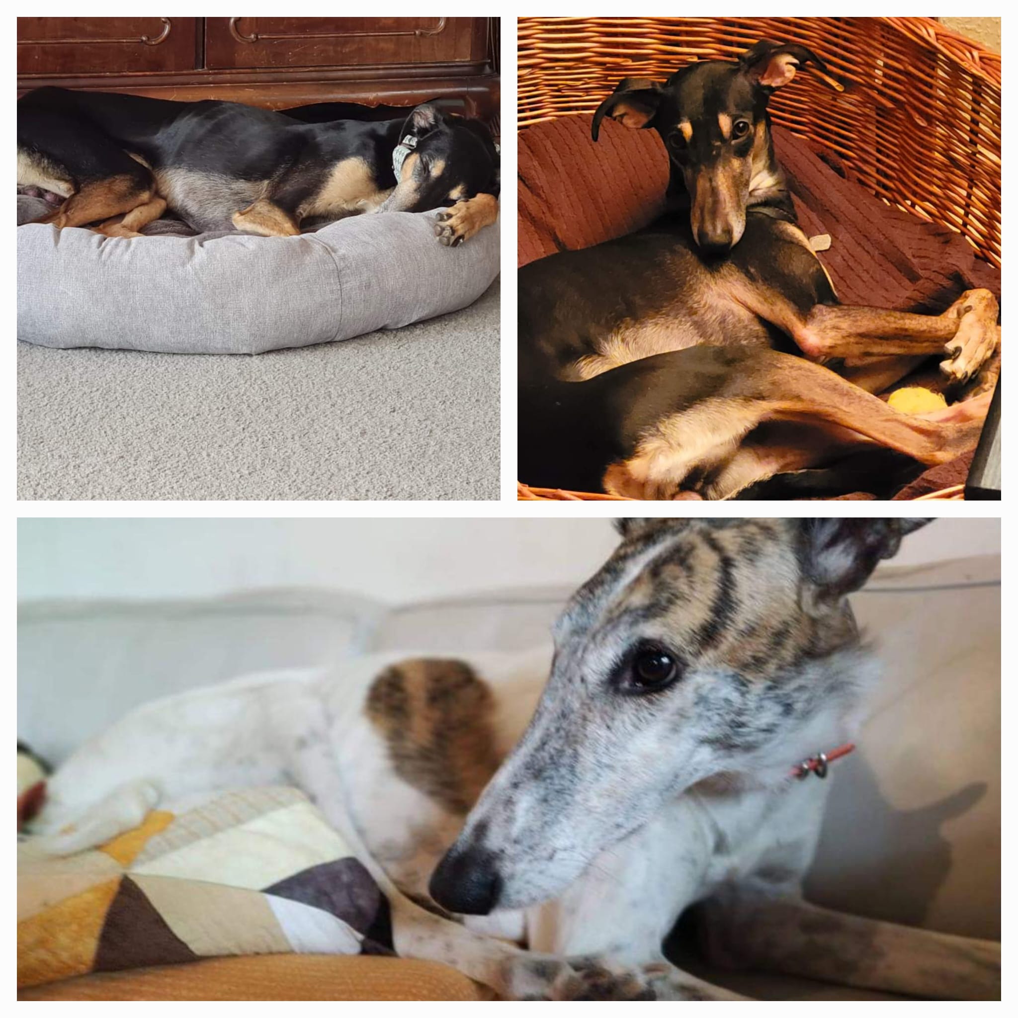 Pelle, Maja und Fräulein Smilla